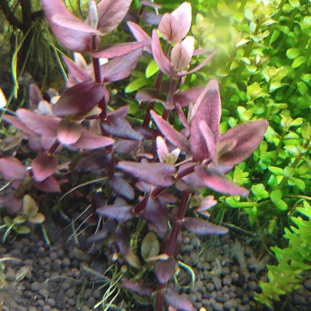 美美水草 紫豔虎耳15元 株 蝦皮購物