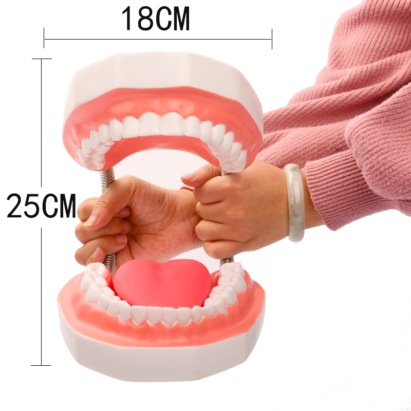牙齒教具    6倍放大口腔牙齒模型   保健護理牙齒模型  幼兒園教具 兒童刷牙教具  牙醫教學  牙科口腔擺件
