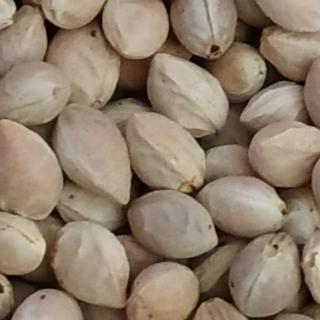 22年 111年度 新鮮現採霧社櫻種子 霧社山櫻花種子 每份65顆100元 蝦皮購物