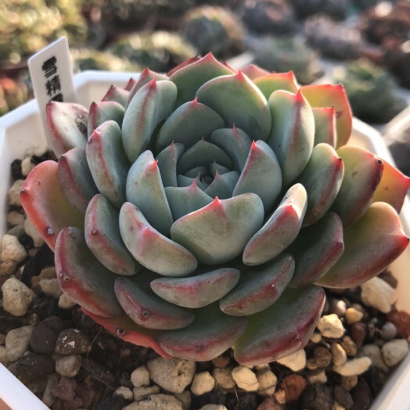 小郁兒多肉植物 雪精靈 蝦皮購物