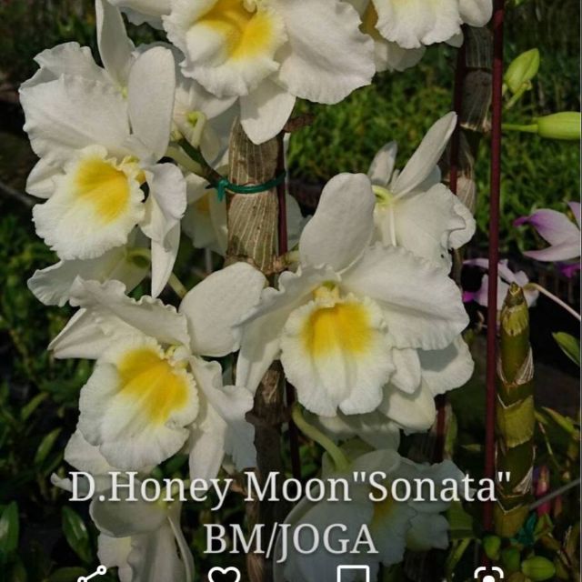 上賓蘭園 春石斛
D. Honey Moon "Sanata" BM/JOGA

甜蜜的月
