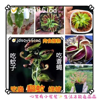 食人花 優惠推薦 21年9月 蝦皮購物台灣