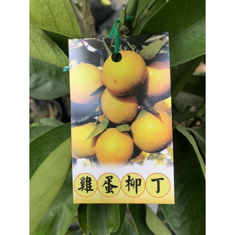 【花果聖地】～～雞蛋柳丁  柑橘嫁接苗 水果苗 4.5寸黑軟盆