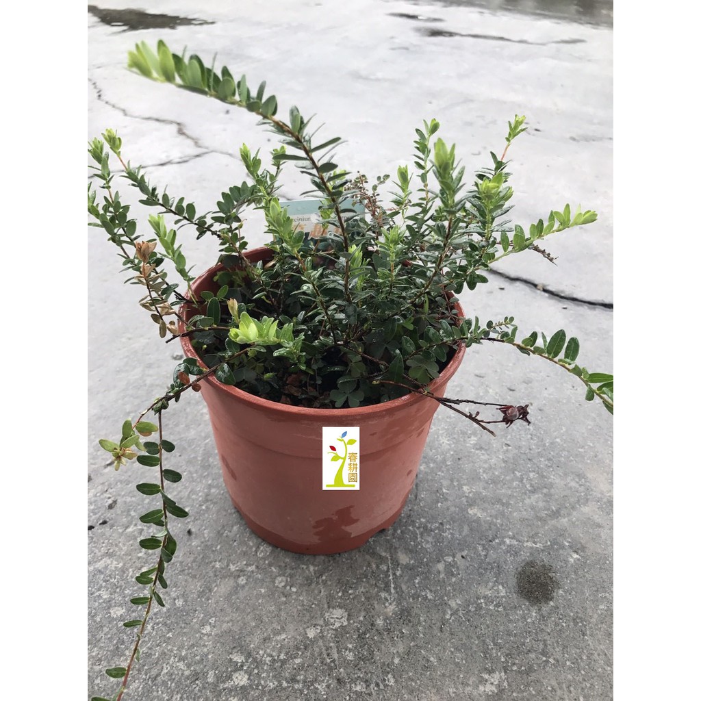 蔓越莓5吋盆 紅色漿果 食用植物 春耕種苗園 蝦皮購物