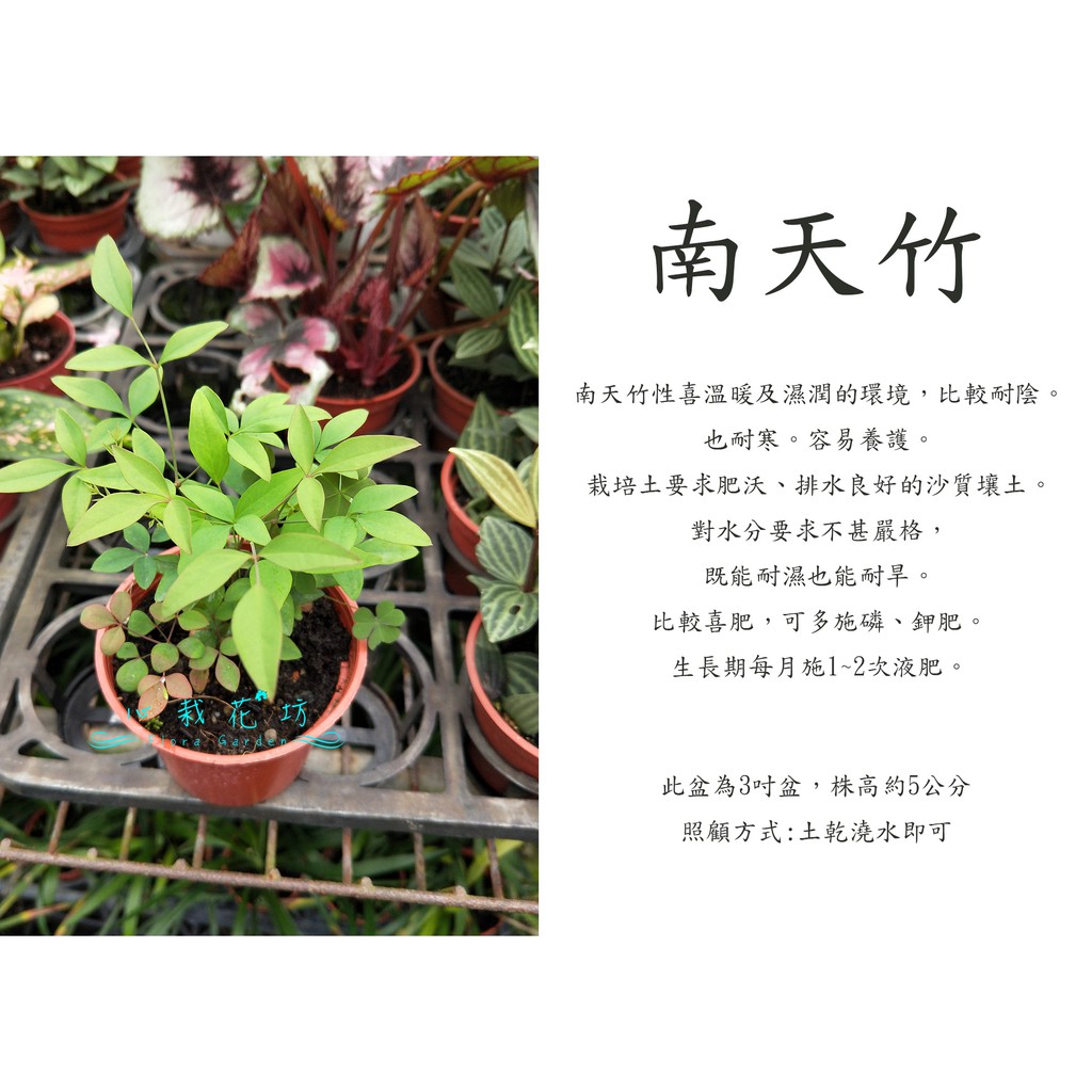 心栽花坊 南天竹 3吋 觀葉植物 綠籬植物 綠化植物 售價50特價40 蝦皮購物