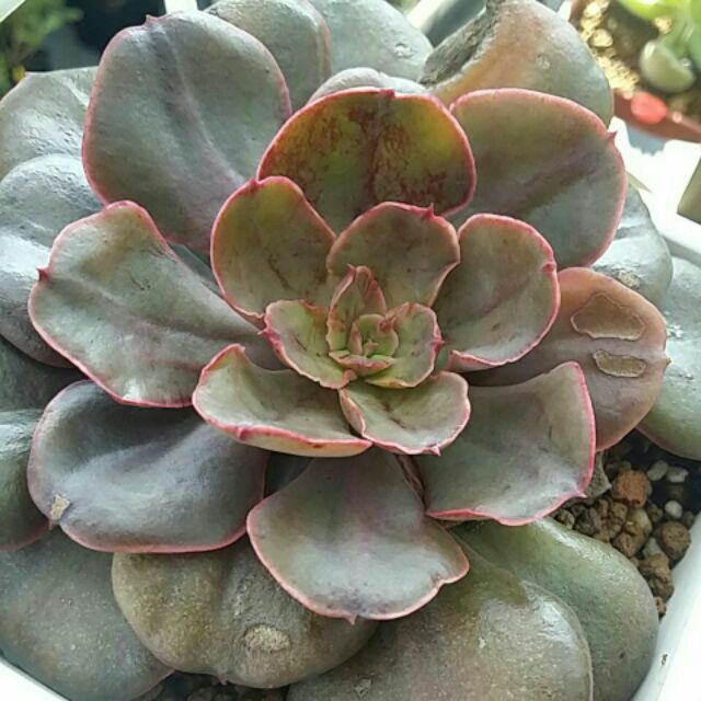 多肉植物 紅豆 沙薇紅4 四吋穩根 蝦皮購物