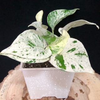 大理石皇后、雪斑皇后Epipremnum’marble Queen’（斑葉植物、雨林植物、蔓綠絨、龜背芋可參考）