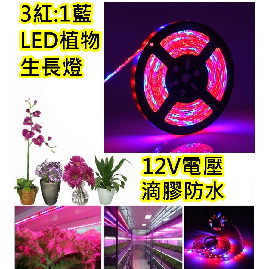 (套餐) 5公尺 3紅1藍 LED植物生長燈【沛紜小鋪】LED植物燈 LED園藝燈 LED植物補光燈 LED軟條燈帶