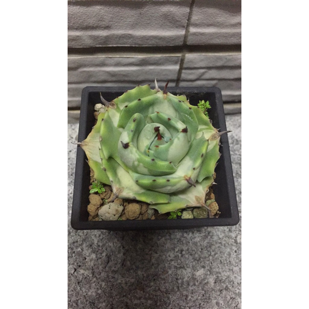 王妃雷神白中斑多肉植物子株 蝦皮購物