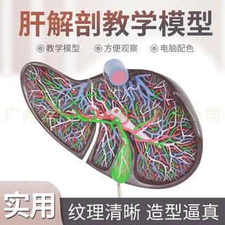 ♥❤15009肝、膽囊放大模型 人體肝膽囊肝臟人體消化器官內臟解剖模型
