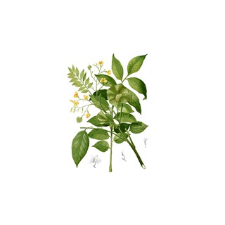 純精油 花梨木精油 Rosewood Essential Oil 植物草本純精油-