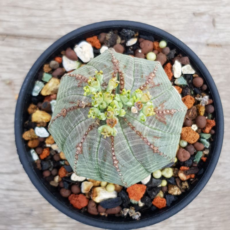 瘋肉植物園 多肉植物 布紋球 大戟 實生 有木化紋 蝦皮購物
