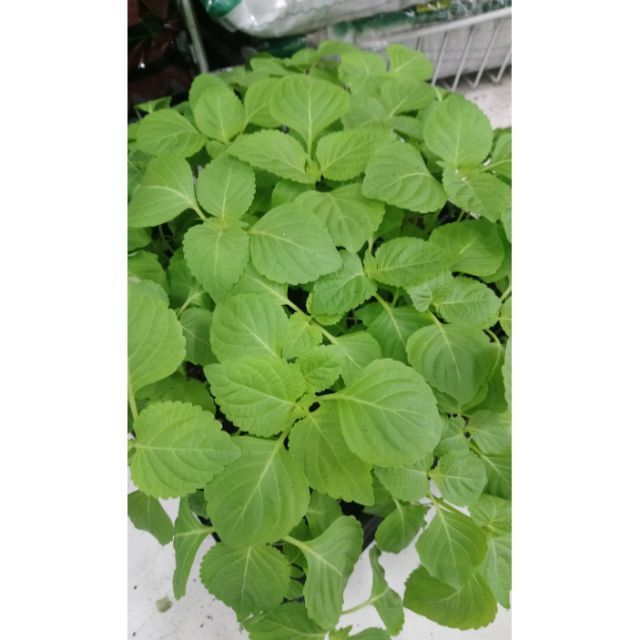 紫蘇 優惠推薦 21年9月 蝦皮購物台灣