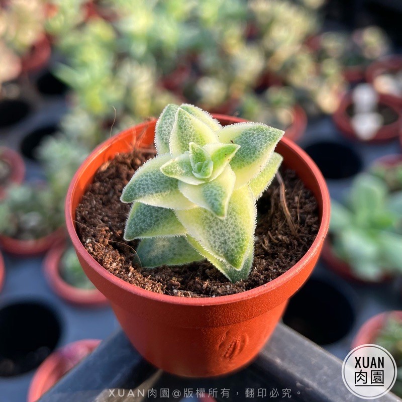 一吋迷你盆 南十字星錦 多肉植物 多肉 景天科 療癒小物 組盆 可愛 Xuan肉園 蝦皮購物