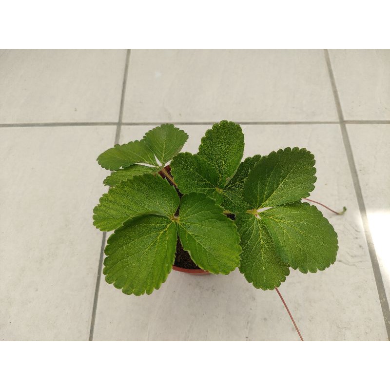 【崙前草莓園】日本奈良珍珠白草莓（パールホワイト）/3.5吋盆栽/有機栽種/草莓苗