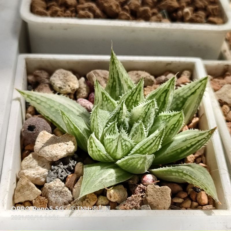 肉部屋泡泡壽錦氣泡壽錦附花牌百合阿福花科多肉植物 蝦皮購物