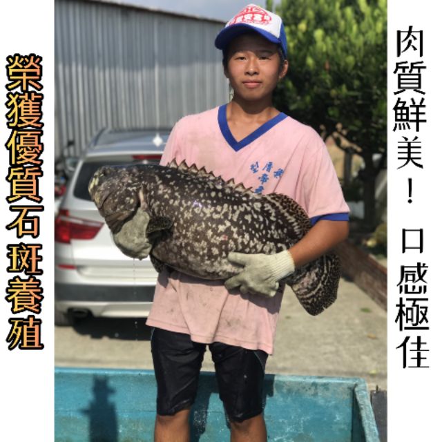 龍膽石斑買一送一 整尾賣 免運一天冷凍到貨 蝦皮購物