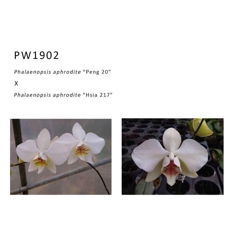 【芃程蘭舍】PW1902 紅唇阿婆 Phal. aphrodite 精選2吋實生苗