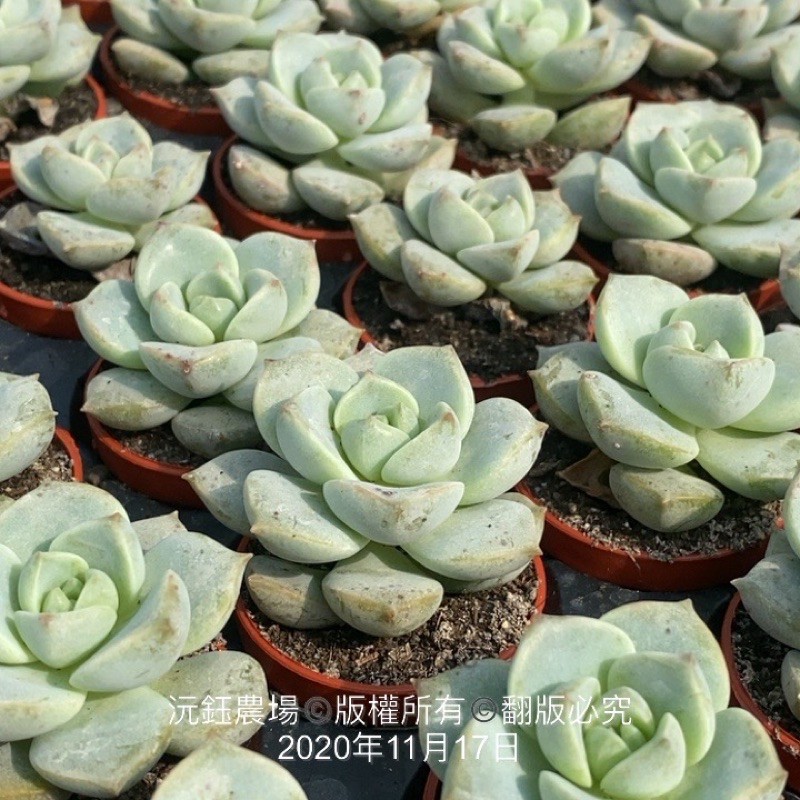 沅鈺農場多肉植物一吋盆 白牡丹 蝦皮購物