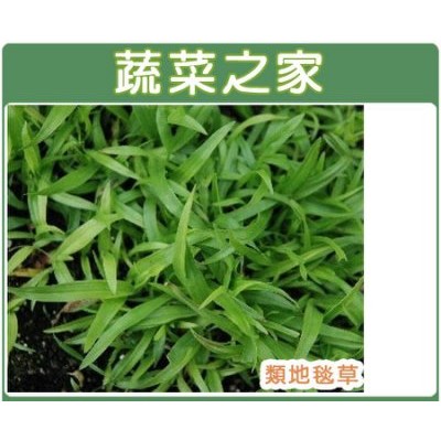 蔬菜之家滿額免運【00M03】類地毯草種子1公斤裝(有藥劑處理)(用於庭園草坪.運動場.滑草場.用途很廣)