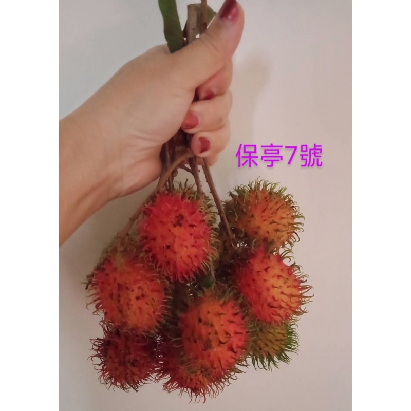 卉迎園藝 保亭7號紅毛丹靠接苗高度100公分