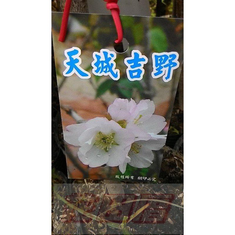 花田厝 落葉喬木 櫻花 天城吉野櫻 4吋盆高35 40cm浪漫觀花植物 蝦皮購物
