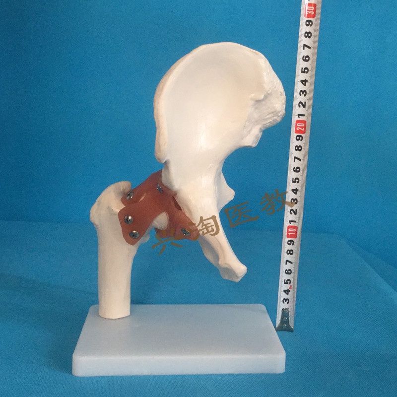 ♥❤髖關節模型帶韌帶人體骨骼關節模型仿真正骨