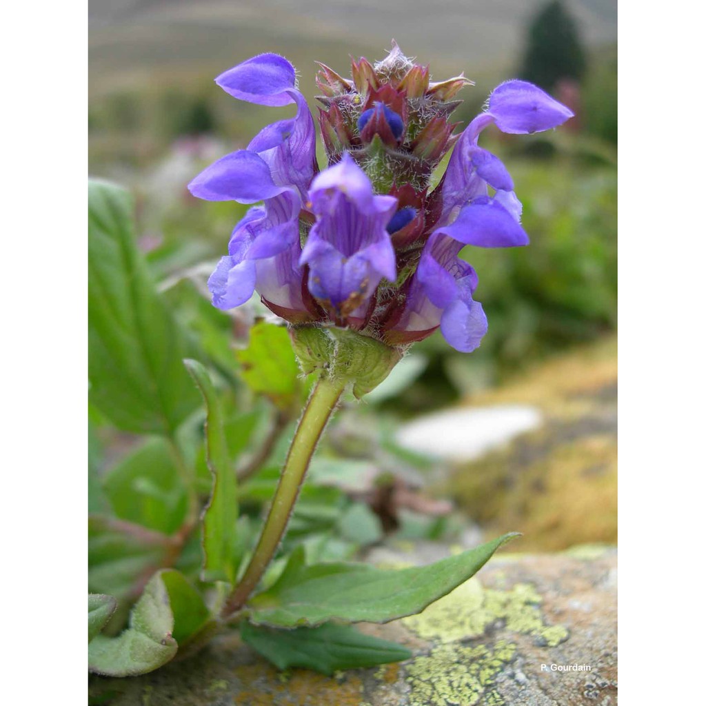 大花夏枯草prunella Grandiflora 種子每份顆 阿金的便秘花園p137 蝦皮購物