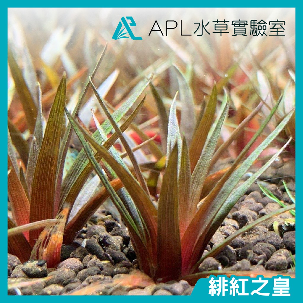 魚缸水草 優惠推薦 21年6月 蝦皮購物台灣