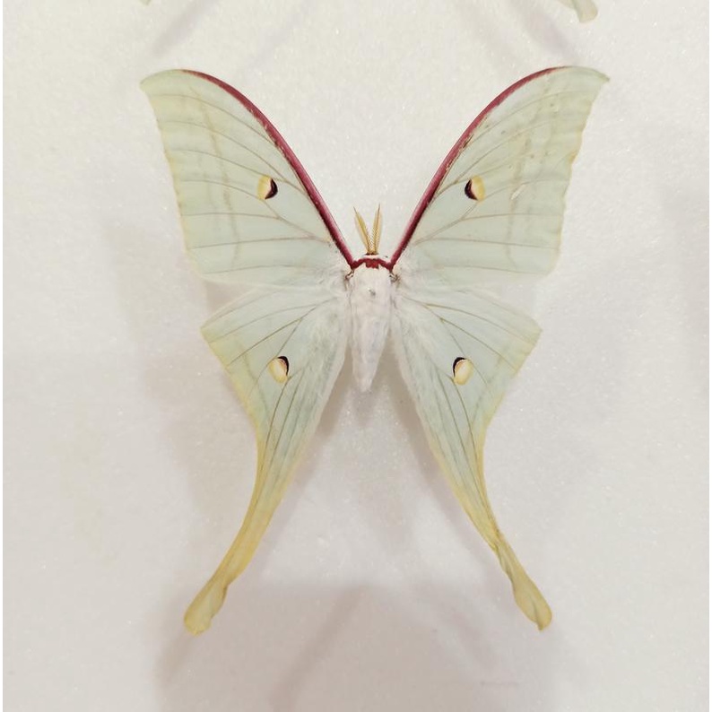 蟲新發現╭○-○╮蝴蝶標本A1 ~ 長尾水青蛾♂