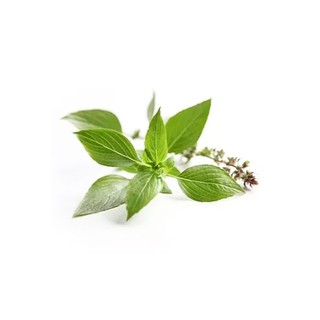 羅勒精油 Basil Essential Oil Ocimum Basilicum 純精油 植物草本純精油-