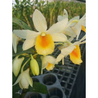 上賓蘭園 黑毛石斛 D.Dawn Maree x D.thyrsiflorum 2.5寸盆