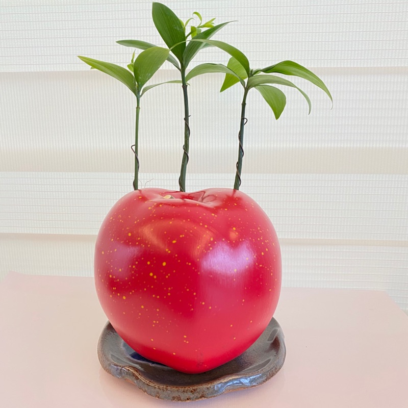 一畝禾手工蘋果盆栽竹柏淨化空氣觀葉植物室內植物懶人盆栽創意花盆居家辦公盆花盆栽花器植物水果花器 蝦皮購物