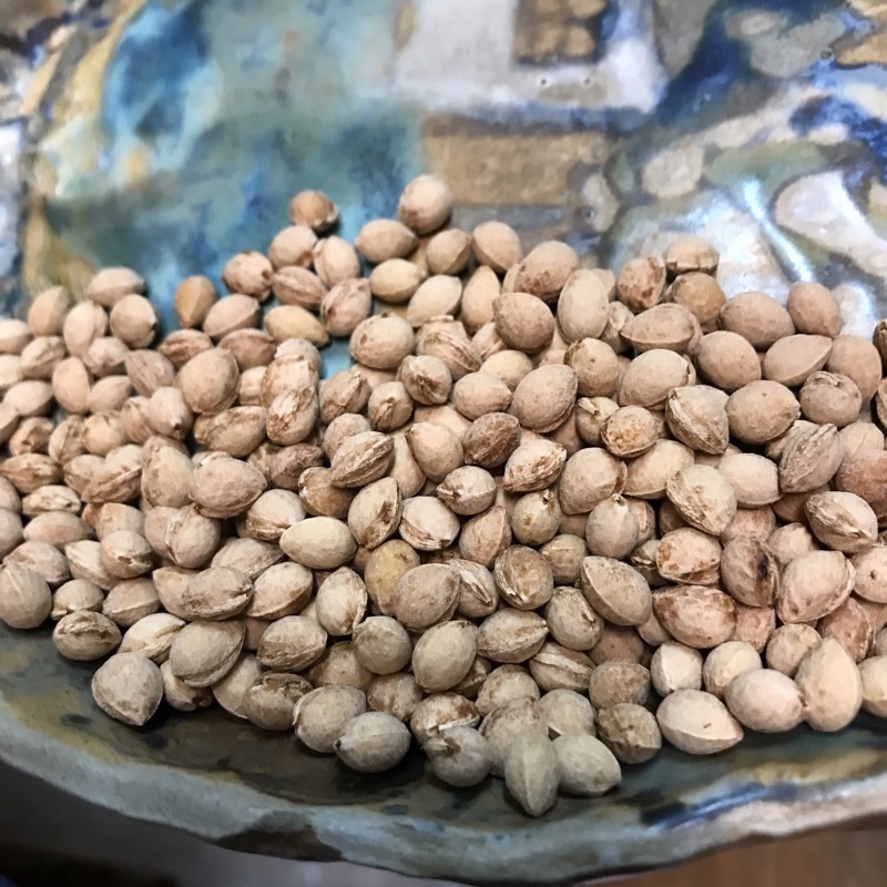 22新鮮上市 山櫻花 緋寒櫻 種子 蝦皮購物