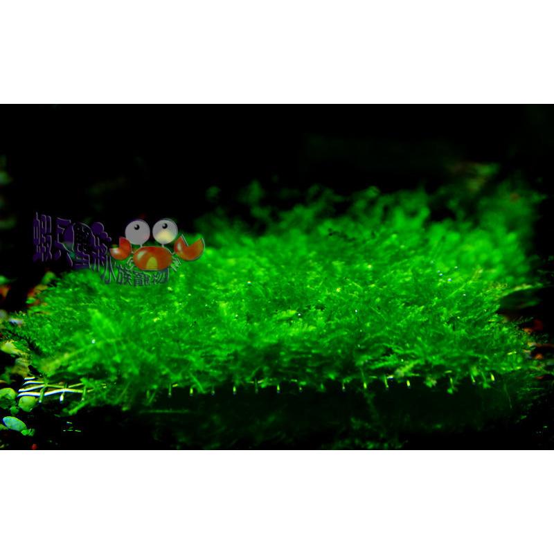蝦兵蟹將 水草造景 小三角莫斯 鐵片 一片 前景草中景草苔蘚類陰性水草南美莫絲默思默絲入門級初學者 蝦皮購物
