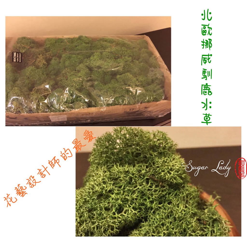 北歐挪威馴鹿水草 天然乾燥水苔 乾燥花 婚禮小物 畢業花束 手作素材 拍照攝影道具 新娘捧花 聖誕禮物 Zakka 蝦皮購物
