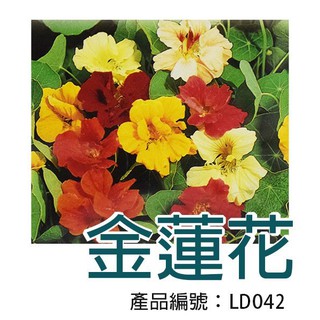 【醬米資材】DIY種子栽種 成就滿滿~金蓮花