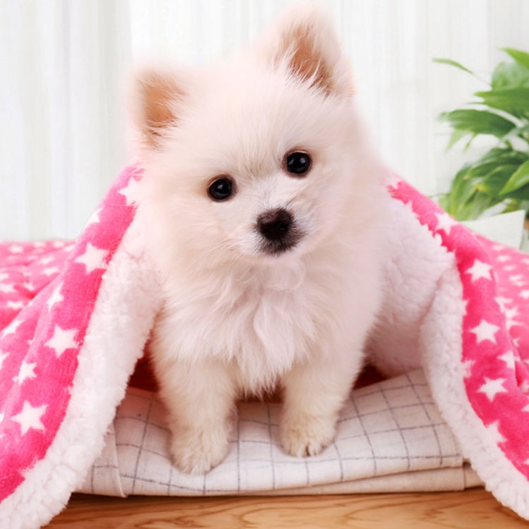 社会主義者髄横向き犬絨毯 Club Powell Jp