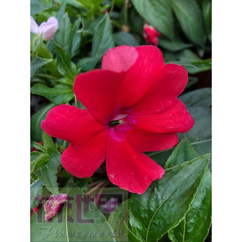 新幾內亞鳳仙花 Ptt Dcard討論與高評價網拍商品 21年9月 飛比價格