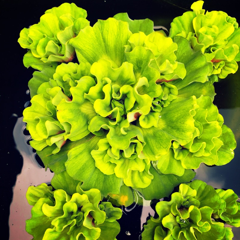 S水族 玫瑰水芙蓉3 5公分 朵 現貨下單馬上出貨 浮萍 水草 魚缸 淨化水質 水芙蓉 水草 水生植物 蝦皮購物
