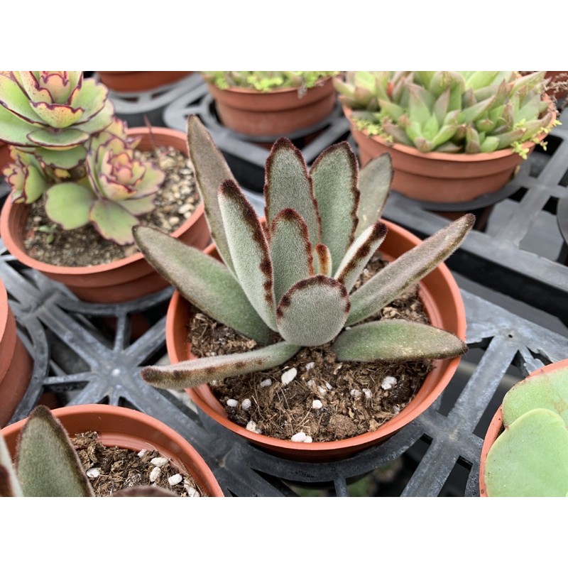 赤野多肉趣 玫瑰黑兔 3吋盆 兔耳 療癒 多肉植物 懶人植物 毛毛的 蝦皮購物