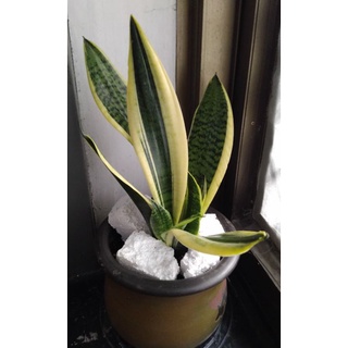 金邊虎尾蘭 虎皮蘭 室內植物 水耕植物 風水植物 空氣淨化