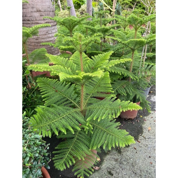 霏霏園藝洋南衫木8吋美直帶一棵特價800元80-100公分高