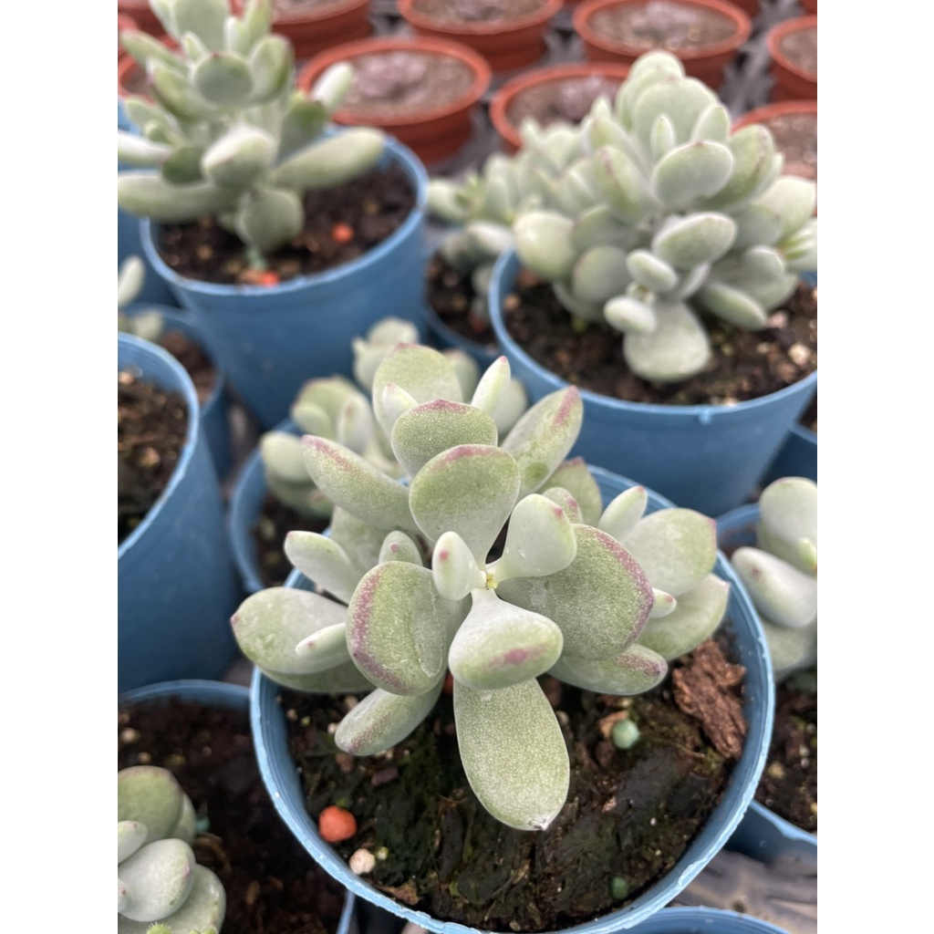 多肉植物 仙人掌 雪木福娘 3吋盆 蝦皮購物