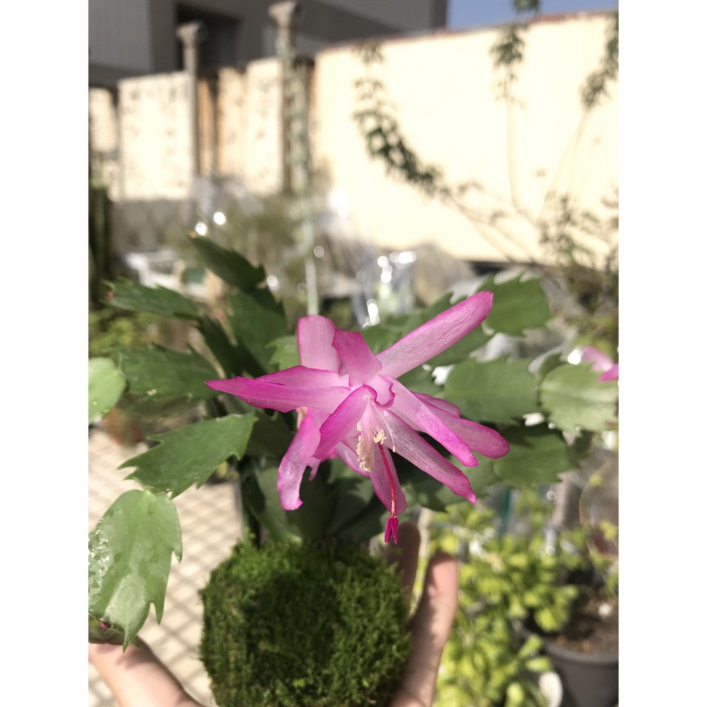 {草居園藝}螃蟹蘭青苔球~半水生耐陰，可以養室內#苔玉