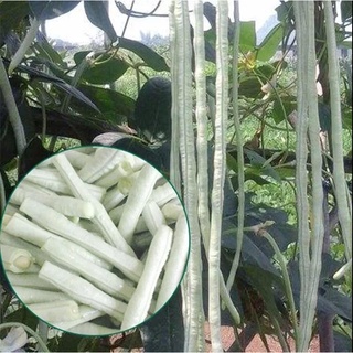 高產豇豆種子 特長四季豆 秋冬季春夏季豆角種籽大全蔬菜種孑長豆角
