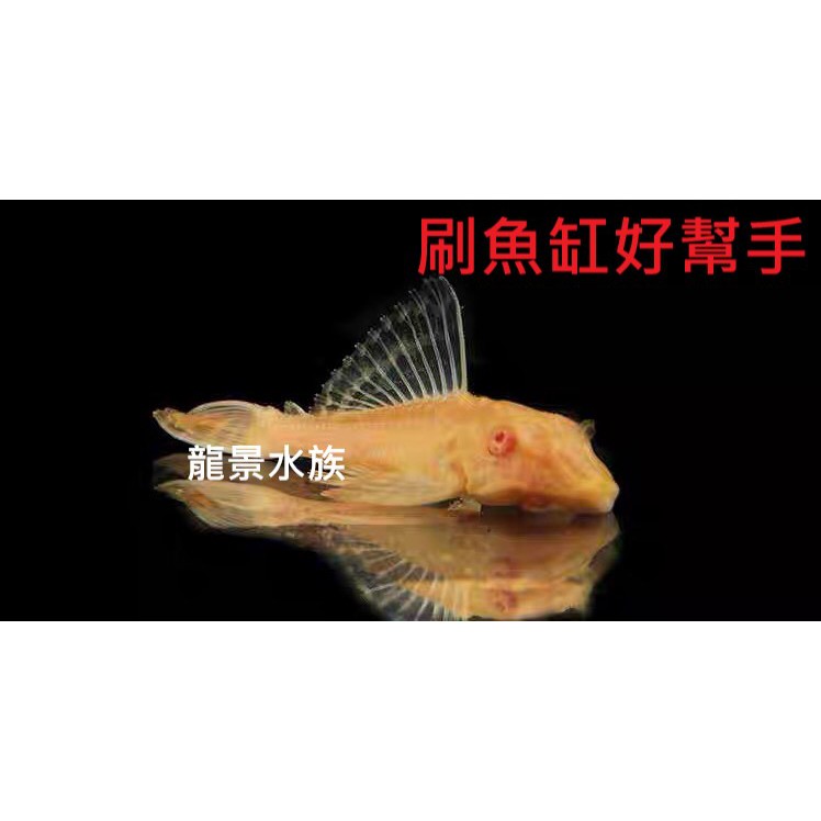 女王異型觀賞魚清魚缸模型飼料水族藍眼鬍子紅眼24k 垃圾魚吸壁魚琵琶鼠養殖熱帶魚龍景水族 蝦皮購物