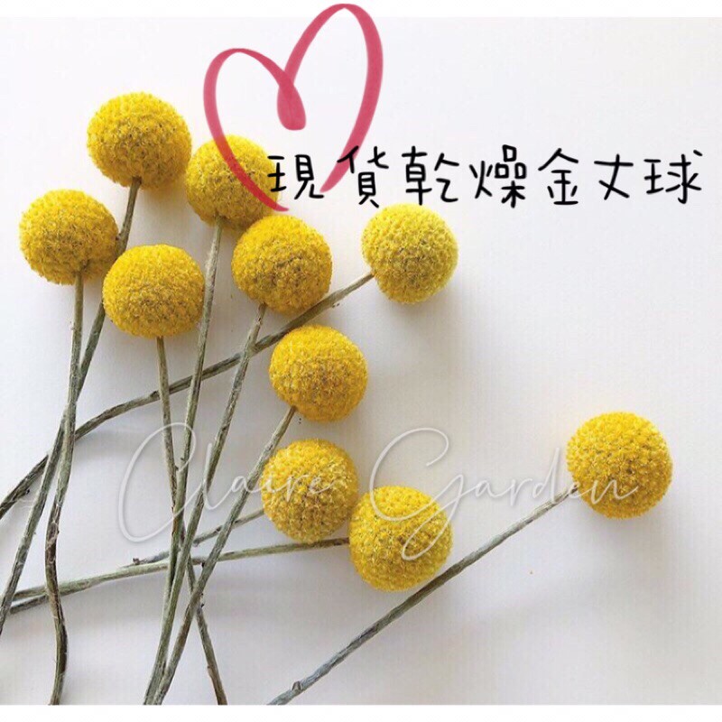 乾燥花、金仗球、金仗花、craspediaglobosa、黃金球、金丈球北歐家居、天然植物乾果乾花永生花擺件、拍攝道具