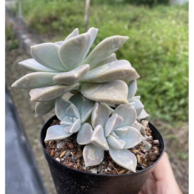 紅瓦仙肉屋朧月 多肉植物 石蓮花 可食用 一物一拍編號 26 蝦皮購物