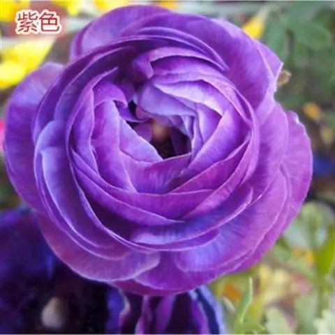牡丹球根的價格推薦 21年8月 比價比個夠biggo